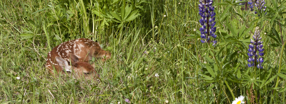 Rehkitz Rettung, Wildschwein Suche, Jagdrevier, Infrarot Kamera, Drohne, Wärmebild