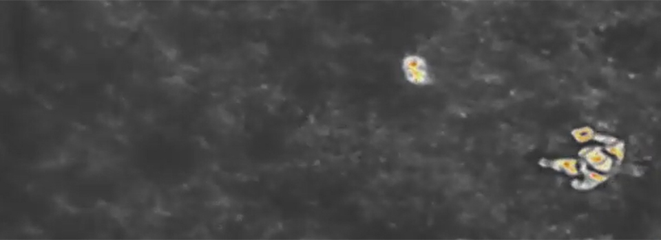 Rehkitz Rettung Rehkitz Rettung, Wildschwein Suche, Jagdrevier, Infrarot Kamera, Drohne, Wärmebild