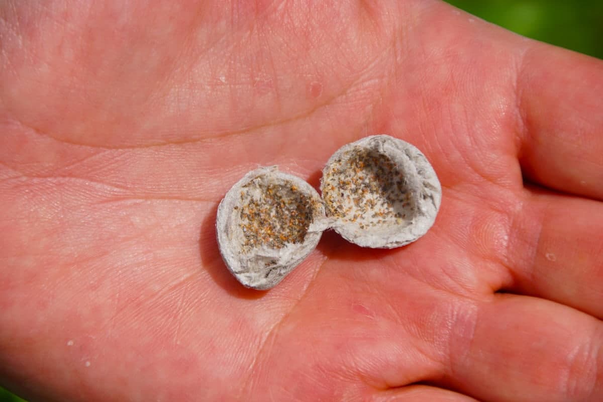 Drohne startet zur Trichogramma-Ausbringung am Maisfeld
