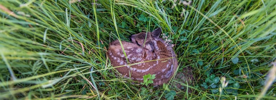 Ein Rehkitz liegt zusammengerollt im hohen Gras, von oben aufgenommen