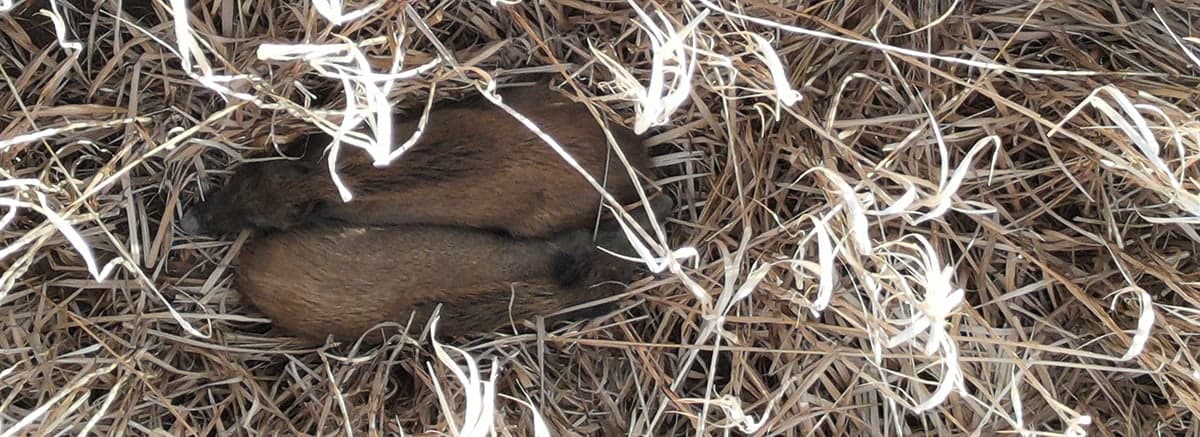 Zwei Frischlinge liegen dicht nebeneinander in trockenem Bewuchs
