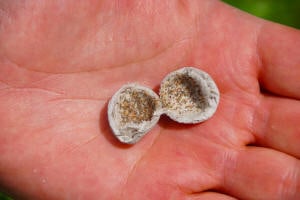 Drohne bringt Trichogramma-Kugeln über einem Maisfeld aus